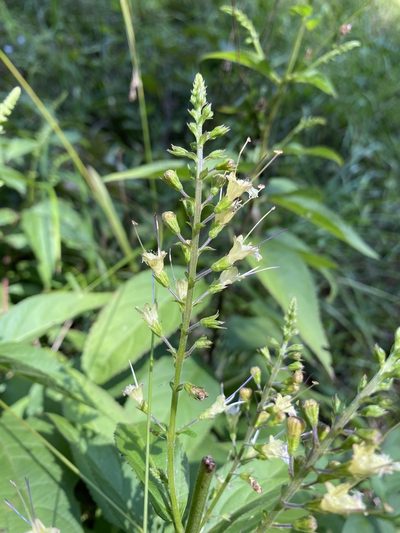 Collinsonia punctata, photographed by John Kees