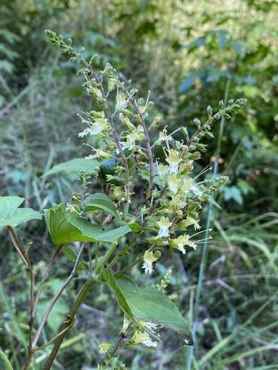 Collinsonia punctata, photographed by John Kees