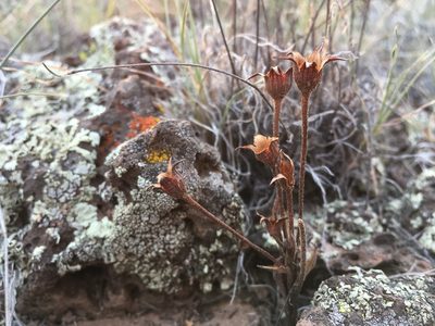Orobanche fasciculata, photographed by Cecelia Alexander