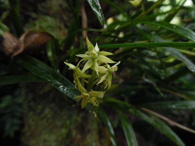 Prosthechea grammatoglossa, photographed by Alexander Martinez