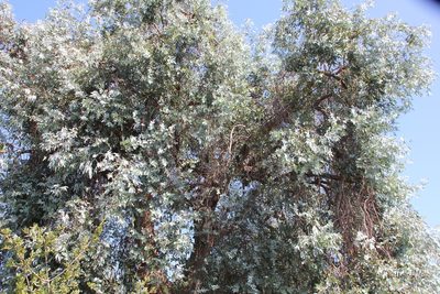 Eucalyptus cinerea, photographed by Millie Basden