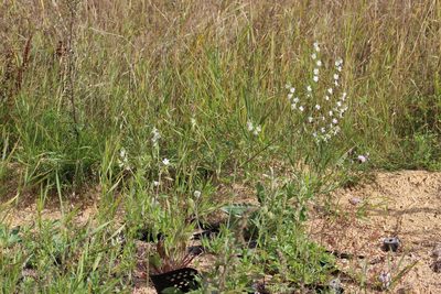 Silene dichotoma, photographed by Tatiana Strus