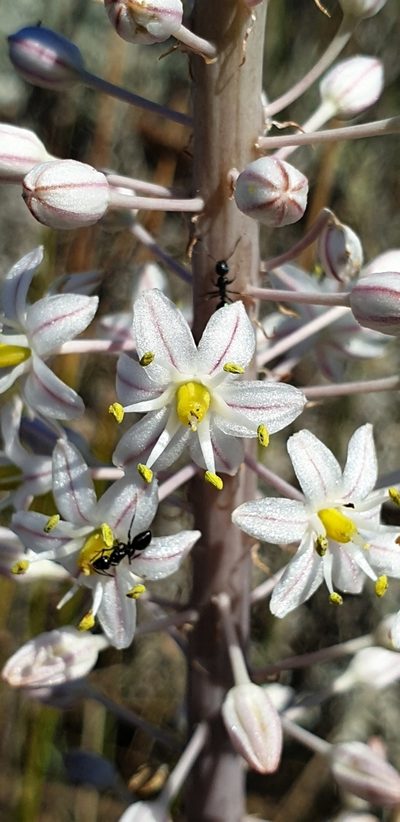 Squilla glaucophylla, photographed by EN57