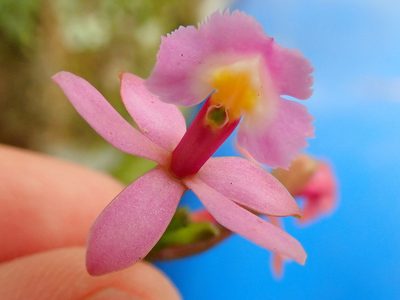 Epidendrum secundum, photographed by Tsssss