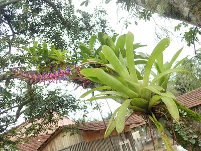 Aechmea gamosepala, photographed by Tsssss
