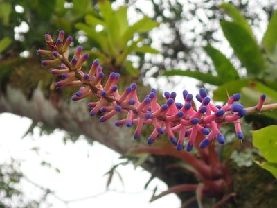 Aechmea gamosepala, photographed by Tsssss