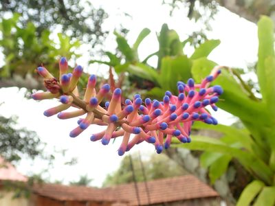 Aechmea gamosepala, photographed by Tsssss