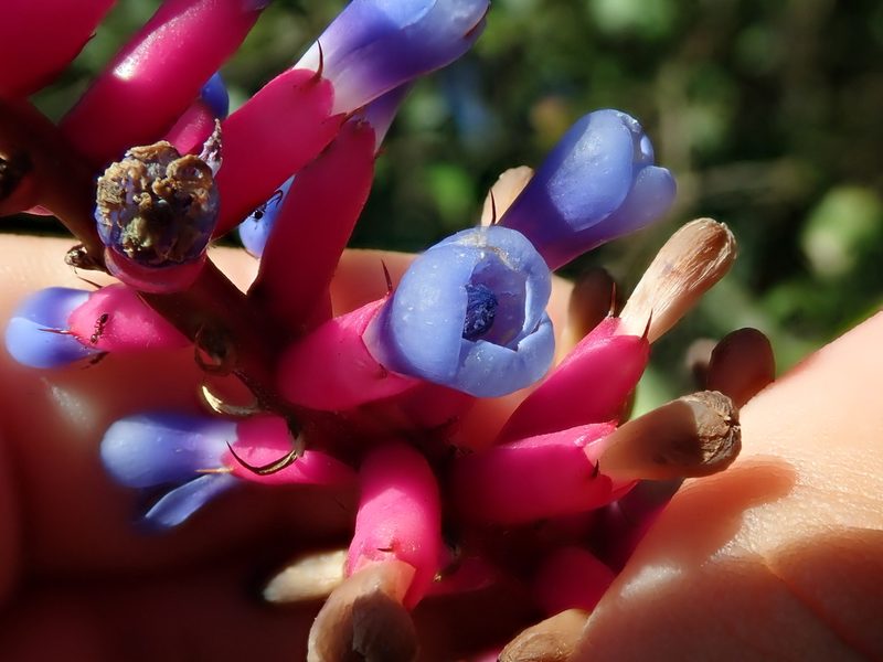 Aechmea gamosepala, photographed by Tsssss