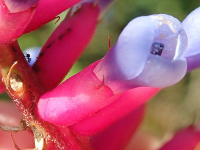 Aechmea gamosepala, photographed by Tsssss