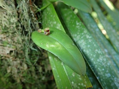 Acianthera glanduligera, photographed by Tsssss