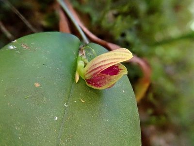 Acianthera glanduligera, photographed by Tsssss