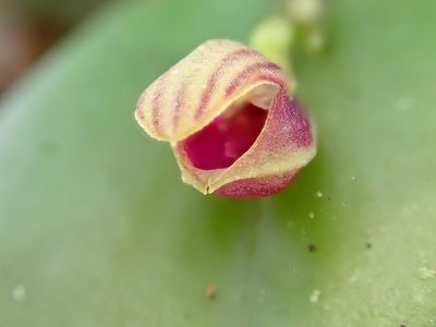 Acianthera glanduligera, photographed by Tsssss