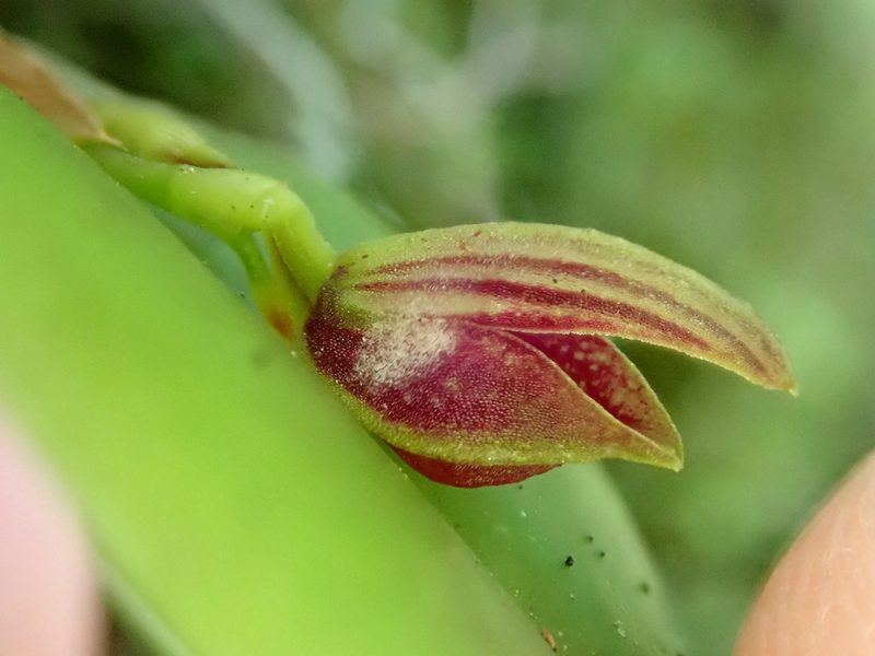 Acianthera glanduligera, photographed by Tsssss