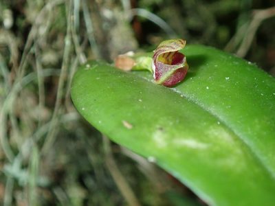Acianthera glanduligera, photographed by Tsssss