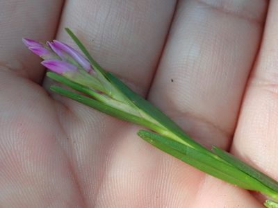Isochilus linearis, photographed by Tsssss
