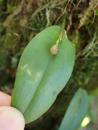 Acianthera glanduligera, photographed by Tsssss