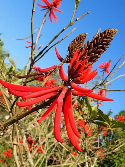 Erythrina speciosa, photographed by Tsssss