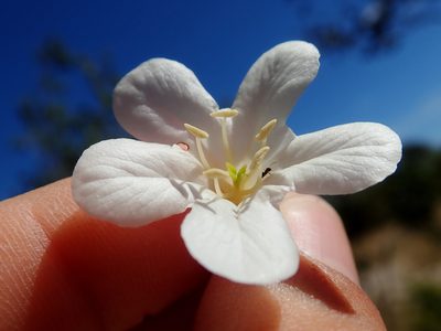 Cordia glabrata, photographed by Tsssss