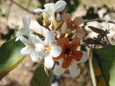 Cordia glabrata, photographed by Tsssss