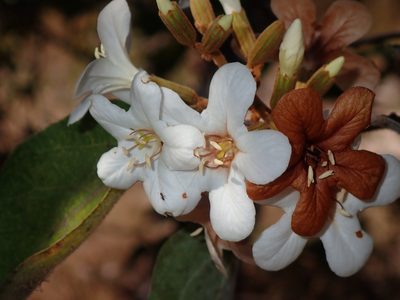 Cordia glabrata, photographed by Tsssss