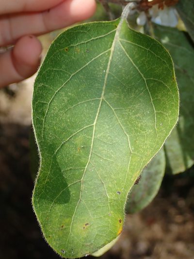 Cordia glabrata, photographed by Tsssss