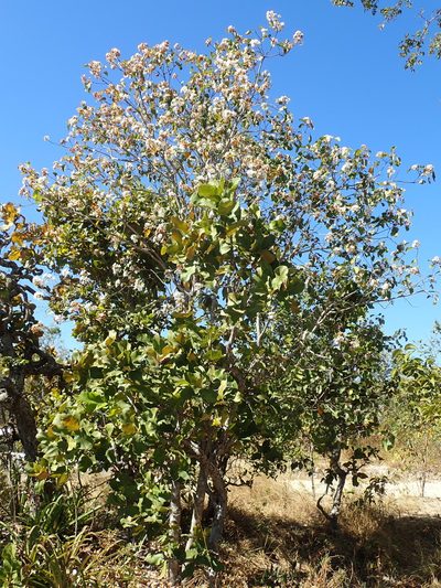 Cordia glabrata, photographed by Tsssss