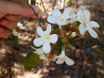 Cordia glabrata, photographed by Tsssss