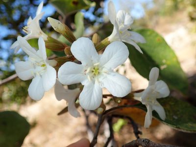 Cordia glabrata, photographed by Tsssss