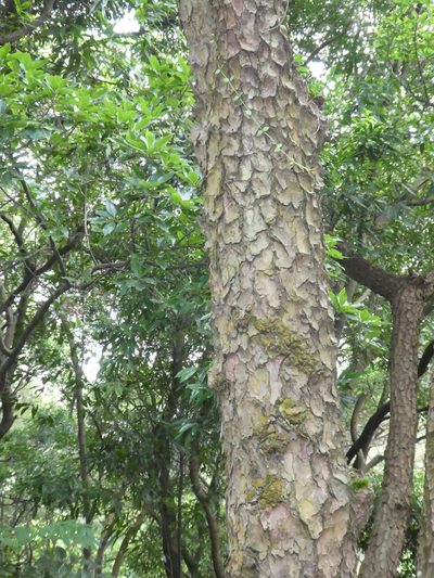 Pinus massoniana, photographed by Aaron Liston
