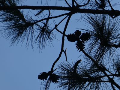 Pinus massoniana, photographed by Aaron Liston