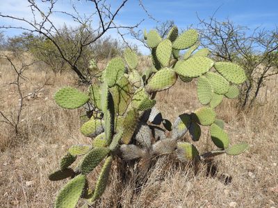Opuntia hyptiacantha, photographed by Oscar Alejandro Morales Juárez