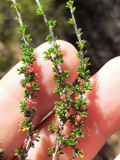 Cliffortia micrantha, photographed by Brian du Preez