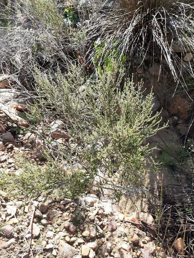 Cliffortia micrantha, photographed by Brian du Preez