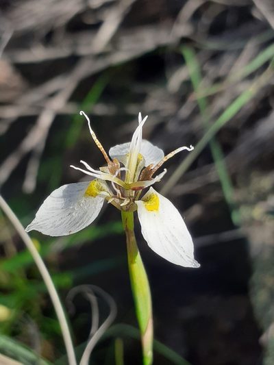 Moraea lilacina, photographed by Brian du Preez