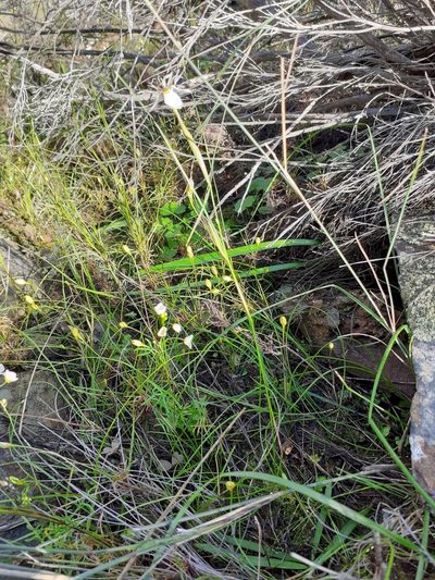 Moraea lilacina, photographed by Brian du Preez