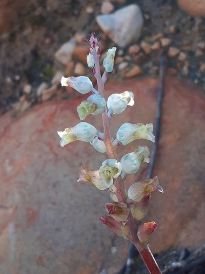 Lachenalia judithiae, photographed by Brian du Preez