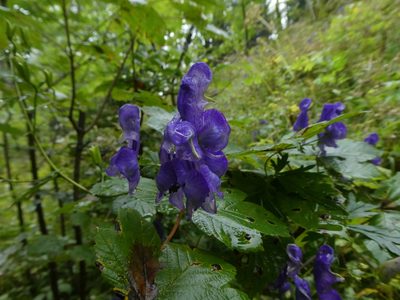 Aconitum variegatum, photographed by Philipp Pavelka