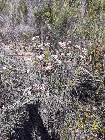 Metalasia tricolor, photographed by Brian du Preez