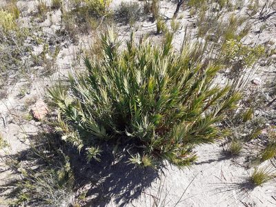 Nivenia inaequalis, photographed by Brian du Preez