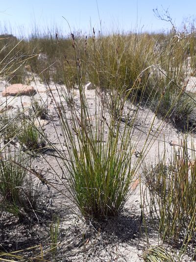 Schoenus submarginalis, photographed by Brian du Preez