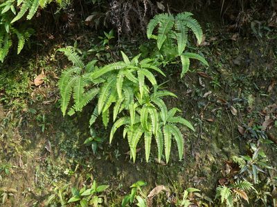 Dicranopteris pedata, photographed by Aaron Liston