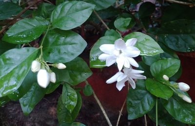 Jasminum sambac, photographed by Nathasha K V