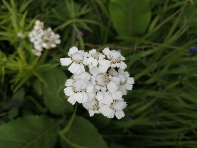 Achillea biserrata, photographed by Nevlyutov Marat