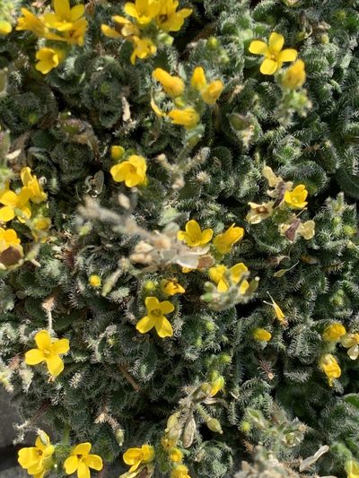 Draba lemmonii, photographed by Leah Gardner