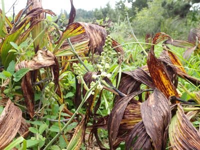 Veratrum fimbriatum