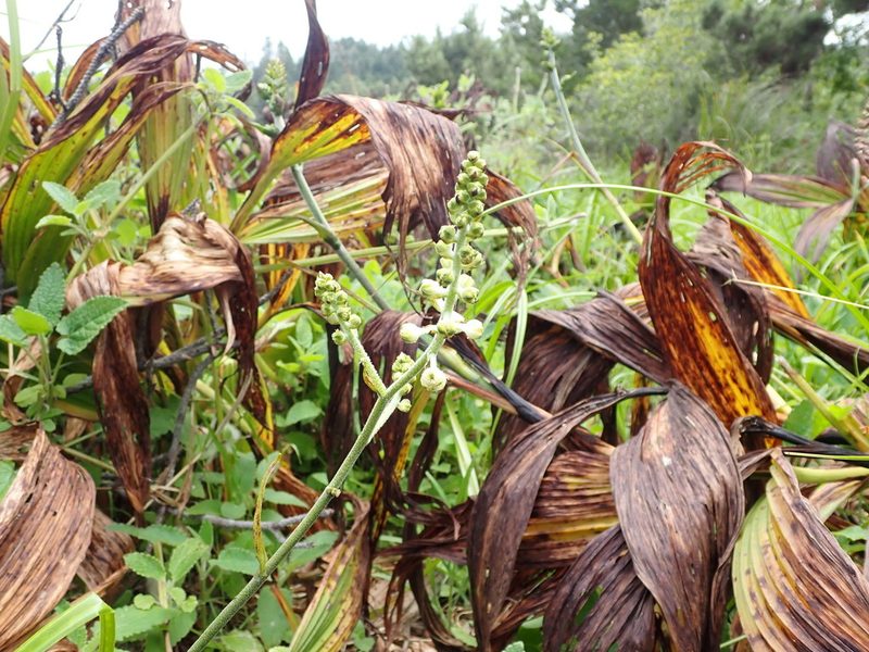 Veratrum fimbriatum, photographed by Scott Yarger