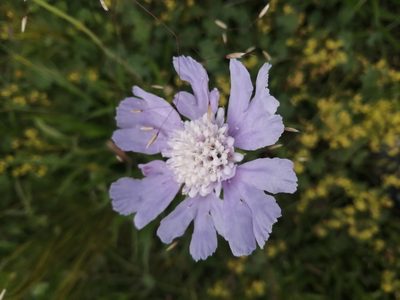 Lomelosia caucasica, photographed by Nevlyutov Marat