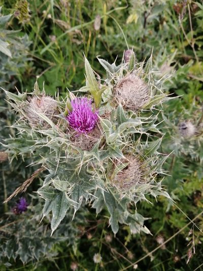Cirsium pugnax, photographed by Nevlyutov Marat