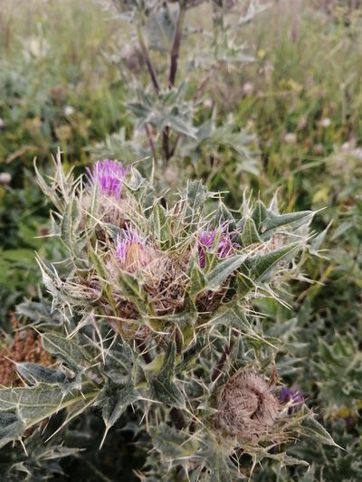 Cirsium pugnax, photographed by Nevlyutov Marat