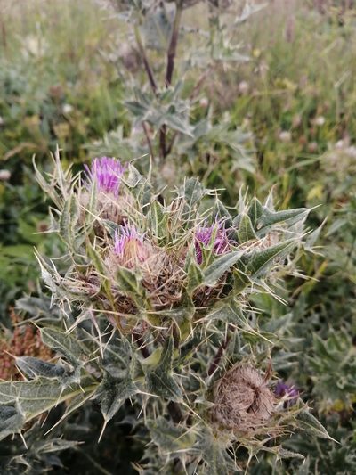 Cirsium pugnax, photographed by Nevlyutov Marat